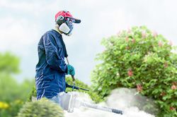 Обработка сада от паразитов - необходимые меры и их регулярность  в Волжском