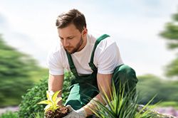 Озеленение и городское благоустройство, создание комфортной среды  в Волжском