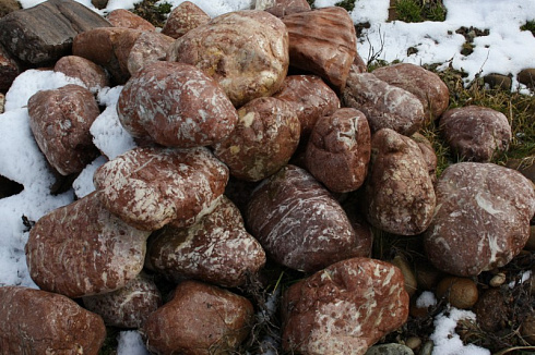 Kamenclub.ru: Розовый валунчик фр.100-300 мм.  купить в Волжском крупный природный камень розовый, серый молочный красный речной галечник природный 7850 руб/т   фото КАМЕНЬ КЛУБ