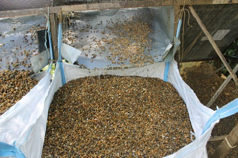 Kamenclub.ru: Галька окат (серо-желтая) фр.10-20 мм. купить  в Волжском галька серо-желтая, рыжая, серый речная окатанная округлая галька 5000 руб/т   фото КАМЕНЬ КЛУБ