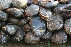 Kamenclub.ru: Валунчик Паутинник фр.100-300 мм  купить в Волжском крупный природный камень галечник темно-серый с прожилками белый черный речной валунчик 5000 руб/т   фото КАМЕНЬ КЛУБ