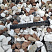 Kamenclub.ru: Мраморная крошка (щебень крошка микс : белый-черный-розовый) фр. 20-40 мм.  купить в Волжском мрамор белый, черный, розовый декоративная ландшафтная крошка 12000 руб/т   фото КАМЕНЬ КЛУБ