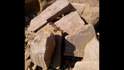 Kamenclub.ru: Песчаник пластушка желтый с рисунком (4-6 см)  купить в Волжском плитняк пластушка желтый с рисунком песчаник 9 000 руб/м3   фото КАМЕНЬ КЛУБ