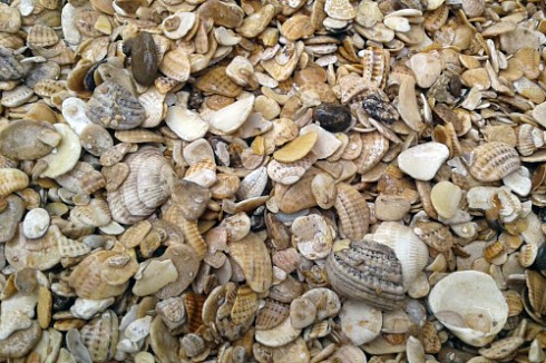 фото Морская ракушка фр. 5-20 мм в интернет-портале КАМЕНЬ КЛУБ