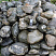 Kamenclub.ru: Валунчик Паутинник фр.100-300 мм  купить в Волжском крупный природный камень галечник темно-серый с прожилками белый черный речной валунчик 5000 руб/т   фото КАМЕНЬ КЛУБ