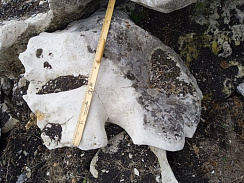 Kamenclub.ru: Выветренный известняк со мхом фр. 100-500 мм.  купить в Волжском известняк серый белый зеленый валун известняковый крупный 10000 руб/т   фото КАМЕНЬ КЛУБ