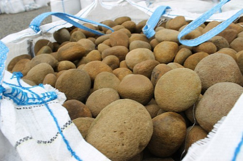 Kamenclub.ru: Песчаник ядра, фр. 100-300 мм  купить в Волжском песчаник бежевый серый рыжий речная галька 5 000 руб/т   фото КАМЕНЬ КЛУБ