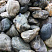 Kamenclub.ru: Речной валун Кабанчик фр.300-500 мм.  купить в Волжском крупный природный камень галька серый, темно-серый речной валун галечник масштабный 7000 руб/т   фото КАМЕНЬ КЛУБ