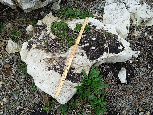 Kamenclub.ru: Выветренный известняк со мхом фр. 100-500 мм.  купить в Волжском известняк серый белый зеленый валун известняковый крупный 10000 руб/т   фото КАМЕНЬ КЛУБ