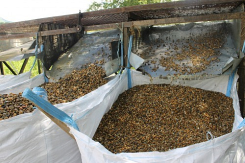 Kamenclub.ru: Галька окат (серо-желтая) фр.10-20 мм. купить  в Волжском галька серо-желтая, рыжая, серый речная окатанная округлая галька 5000 руб/т   фото КАМЕНЬ КЛУБ