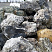 Kamenclub.ru: Черный гранит - кварцит фр. 100-500 мм.  купить в Волжском мрамор гранит черный с белыми прожилками, серый, белый валун скальный колотый 7000 руб/т   фото КАМЕНЬ КЛУБ