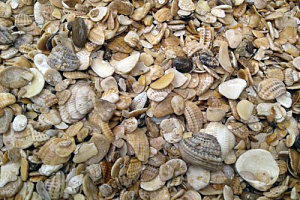 Морская ракушка фр. 5-20 мм  купить в Волжском фото Камень Клуб